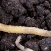 Western corn rootworm